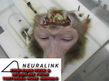 ELON_MUSK_TORTUES_ANIMALS_4_Elon_Musk_Corruption
Keywords: Big tech mobsters,Dark money payola, Rare Earth Mines, New America Foundation Corruption, Obama, Obama Campaign Finance, Obama FEC violations, Palo Alto Mafia, Paypal Mafia, Pelosi Corruption, Political bribes, Political Insider,  Eric Schmidt Sex Penthou