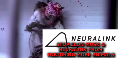 ELON_MUSK_AND_NEURALINK_Elon_Musk_Corruption_And_Crappy_Engineering_Make_Tesla_Cars_So_Unsafe_
Keywords: Big tech mobsters,Dark money payola, Rare Earth Mines, New America Foundation Corruption, Obama, Obama Campaign Finance, Obama FEC violations, Palo Alto Mafia, Paypal Mafia, Pelosi Corruption, Political bribes, Political Insider,  Eric Schmidt Sex Penthou