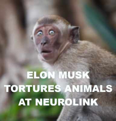 ELON MUSK TESTING BRAIN TOYS ON ANIMALS
Keywords: Big tech mobsters,Dark money payola, Rare Earth Mines, New America Foundation Corruption, Obama, Obama Campaign Finance, Obama FEC violations, Palo Alto Mafia, Paypal Mafia, Pelosi Corruption, Political bribes, Political Insider,  Eric Schmidt Sex Penthou