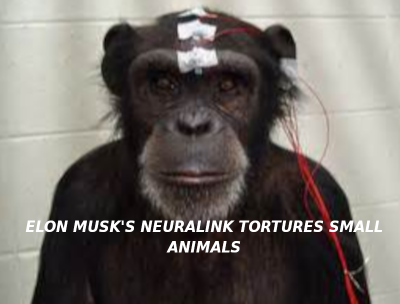 eLON-MUSK-CHIMP-TESTS-ON-APES-Elon-Musk-Corruption-And-Crappy-Engineering-Make-Tesla-Cars-So-Unsafe-
Keywords: Big tech mobsters,Dark money payola, Rare Earth Mines, New America Foundation Corruption, Obama, Obama Campaign Finance, Obama FEC violations, Palo Alto Mafia, Paypal Mafia, Pelosi Corruption, Political bribes, Political Insider,  Eric Schmidt Sex Penthou