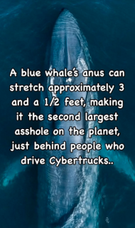 Filename=CYBERTRUCK_TRUTH.png
Filesize=371KiB
Dimensions=394x663
Date added=Sep 23, 2026 CYBERTRUCK_TRUTH.png