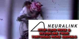 Filename=ELON_MUSK_AND_NEURALINK_Elon_Musk_Corruption_And_Crappy_Engineering_Make_Tesla_Cars_So_Unsafe_.png
Filesize=203KiB
Dimensions=546x272
Date added=Sep 23, 2026 ELON_MUSK_AND_NEURALINK_Elon_Musk_Corruption_And_Crappy_Engineering_Make_Tesla_Cars_So_Unsafe_.png