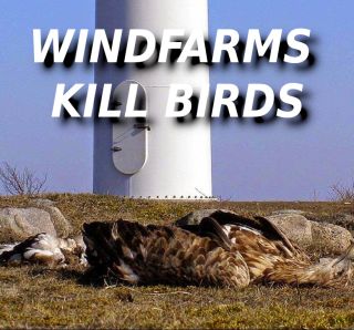 Filename=dead_eagle_at_base_of_turbine-ELON-MUSK-IS-A-CROOK-AND-SCAMMER.jpg
Filesize=178KiB
Dimensions=824x768
Date added=Sep 23, 2026 dead_eagle_at_base_of_turbine-ELON-MUSK-IS-A-CROOK-AND-SCAMMER.jpg