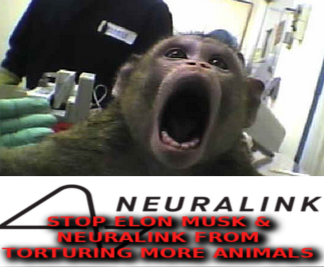 ELON MUSK TORTURES ANIMALS FOR NEURALINK
Keywords: Big tech mobsters,Dark money payola, Rare Earth Mines, New America Foundation Corruption, Obama, Obama Campaign Finance, Obama FEC violations, Palo Alto Mafia, Paypal Mafia, Pelosi Corruption, Political bribes, Political Insider,  Eric Schmidt Sex Penthou