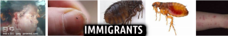 Filename=MEXICAN_TYPHOID_FLEAS.png
Filesize=362KiB
Dimensions=1600x257
Date added=Sep 24, 2026 MEXICAN_TYPHOID_FLEAS.png