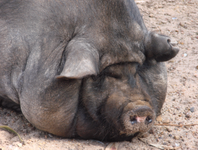 ROSIE THE PIG Silicon Valley Tech Oligarchs And Their Operatives ARE The Deep State
Keywords: Big tech mobsters,Dark money payola, Rare Earth Mines, New America Foundation Corruption, Obama, Obama Campaign Finance, Obama FEC violations, Palo Alto Mafia, Paypal Mafia, Pelosi Corruption, Political bribes, Political Insider,  Eric Schmidt Sex Penthou