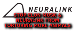 ELON_MUSK_ANIMAL_TORTURE.png