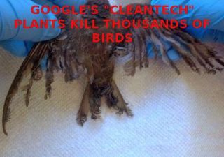 Filename=1384134594002-111013bird-feathers_Dept_of_Energy_Slush_Fund_Stock_Market_Scam.jpg
Filesize=34KiB
Dimensions=540x380
Date added=Sep 23, 2026 1384134594002-111013bird-feathers_Dept_of_Energy_Slush_Fund_Stock_Market_Scam.jpg