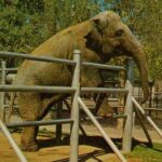 NOSEY THE ELEPHANT NOSEY THE ELEPHANT